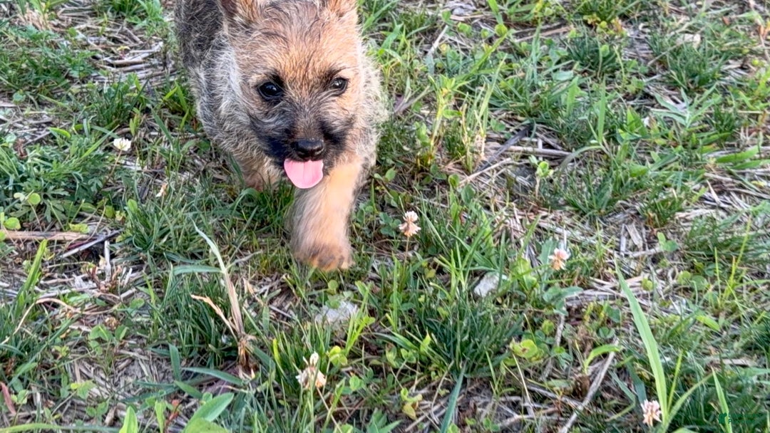 Cairn Terrier dogs for sale: Captain - Image 15
