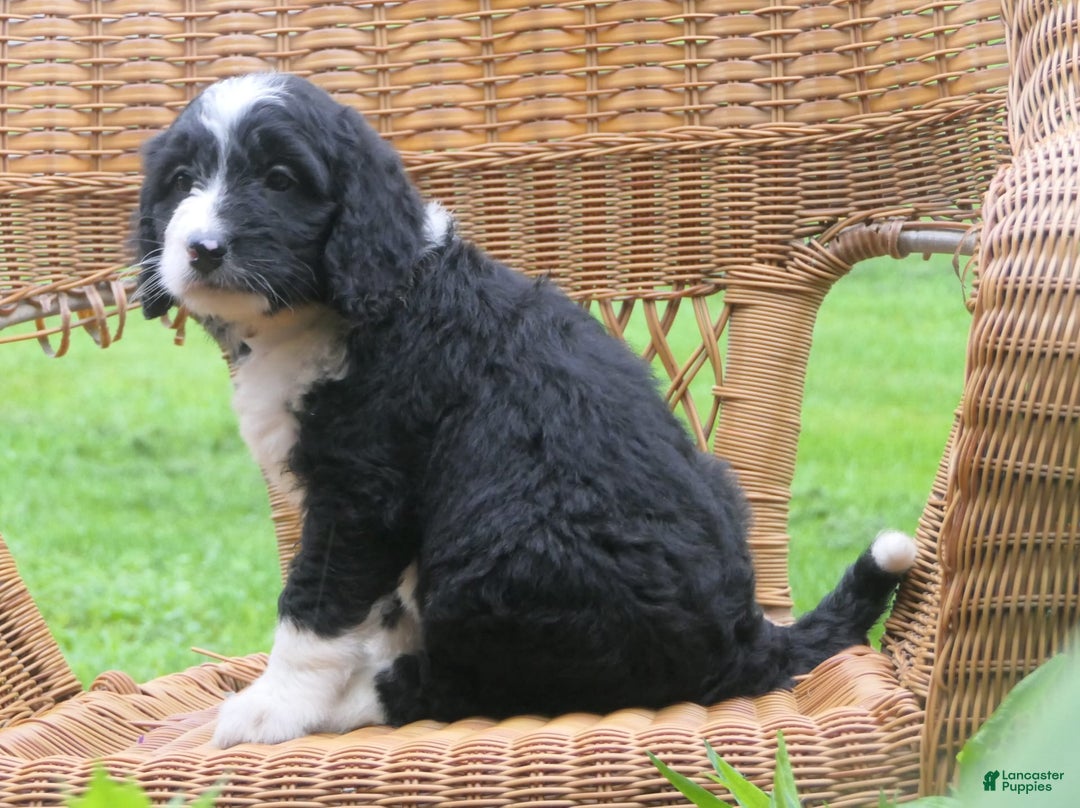 Mini Bernedoodle dogs for sale: Sally - Image 12