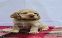 Cocker Spaniel dogs for sale: Riley - Image 1