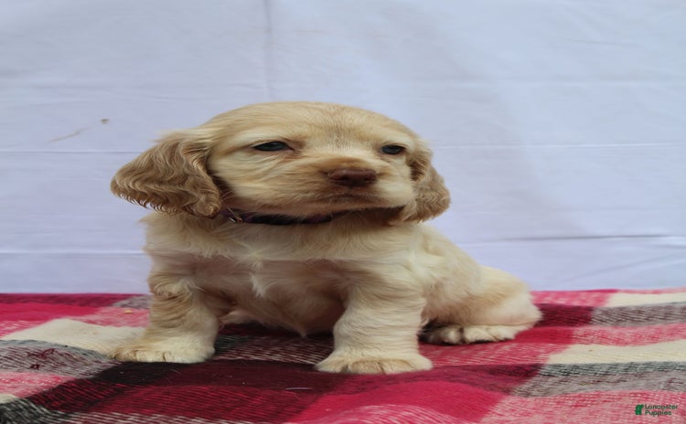 Cocker Spaniel dogs for sale - Ad 3
