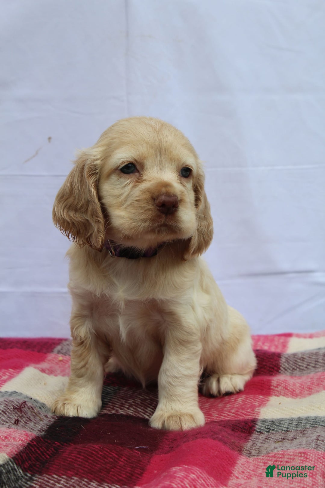 Cocker Spaniel dogs for sale: Riley - Image 1