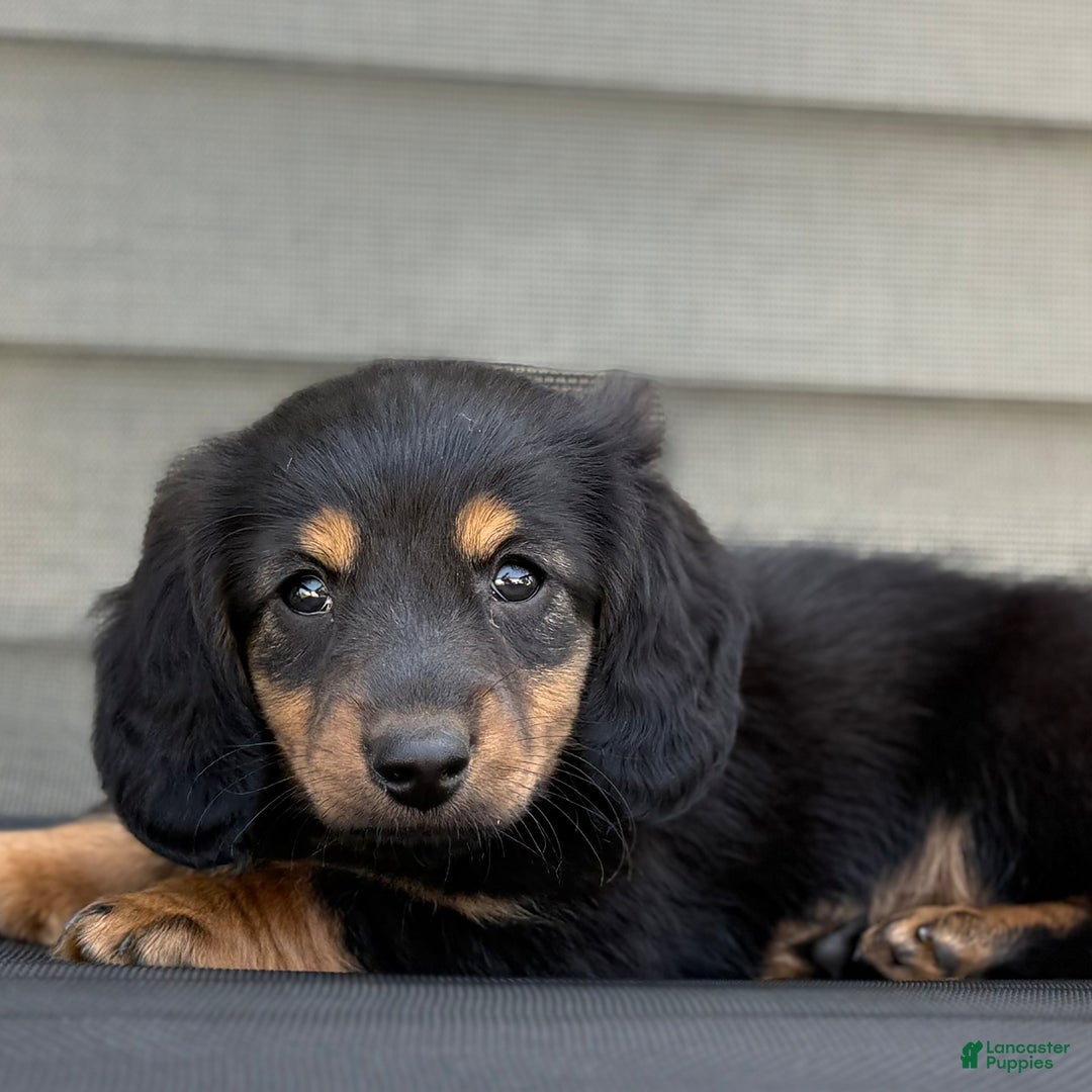 Miniature Dachshund dogs for sale: Blackie - Image 2