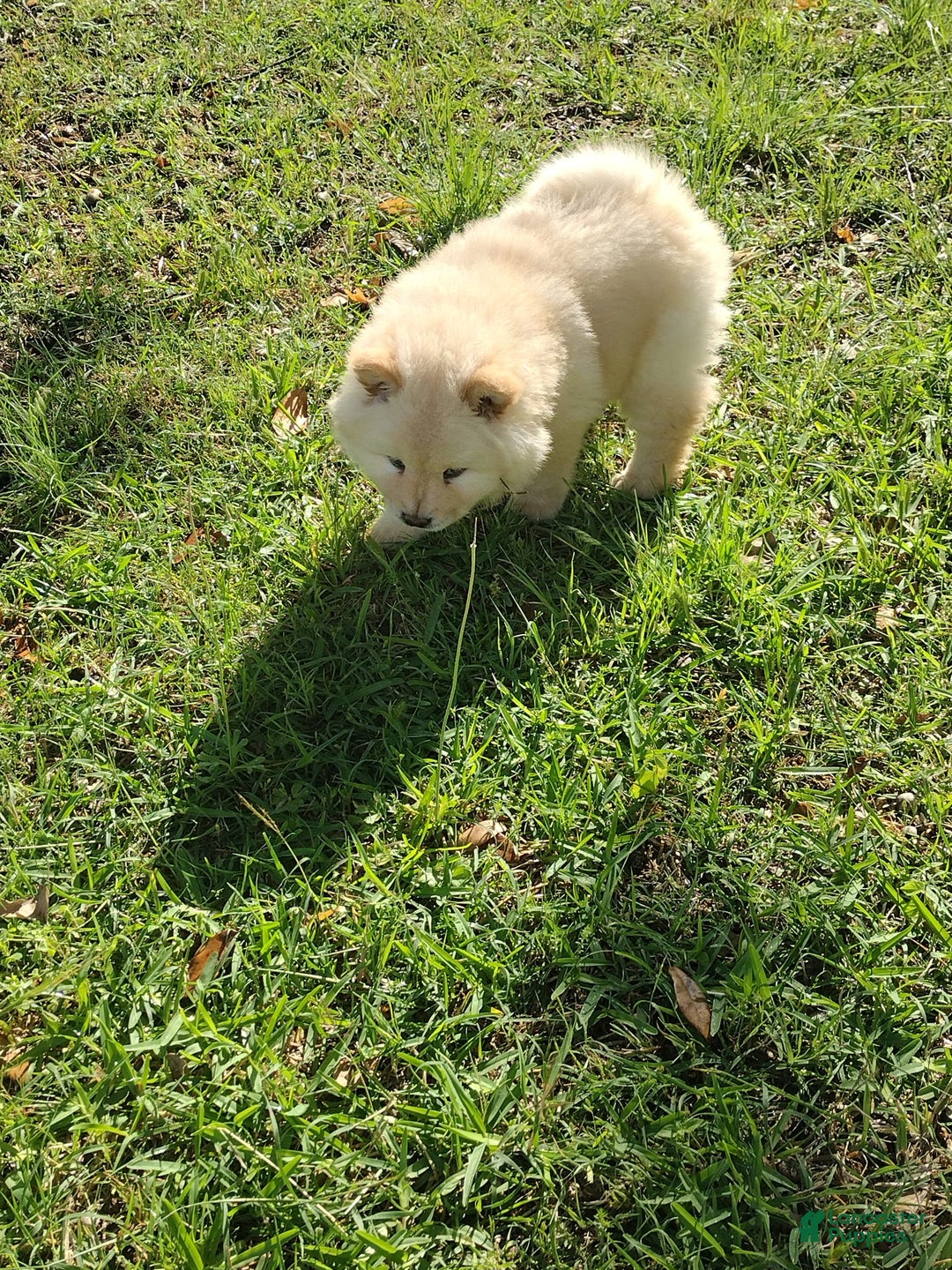 Chow Chow dogs for sale: Zoe - Image 4