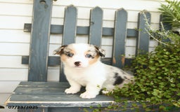 Welsh Corgi Pembroke dogs for sale: Jasmine - Image 4