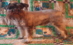 Miniature Schnauzer dogs for sale: Girl2 - Image 15