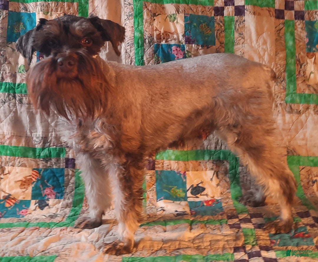 Miniature Schnauzer dogs for sale: Girl2 - Image 15
