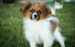 Papillon dogs for sale: Rome - Image 39