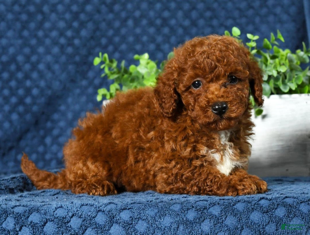 Cavapoo dogs for sale: Finn - Image 7