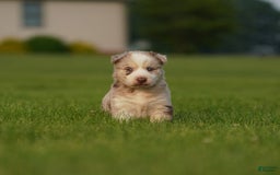 Gerberian Shepsky dogs for sale: Max - Image 6