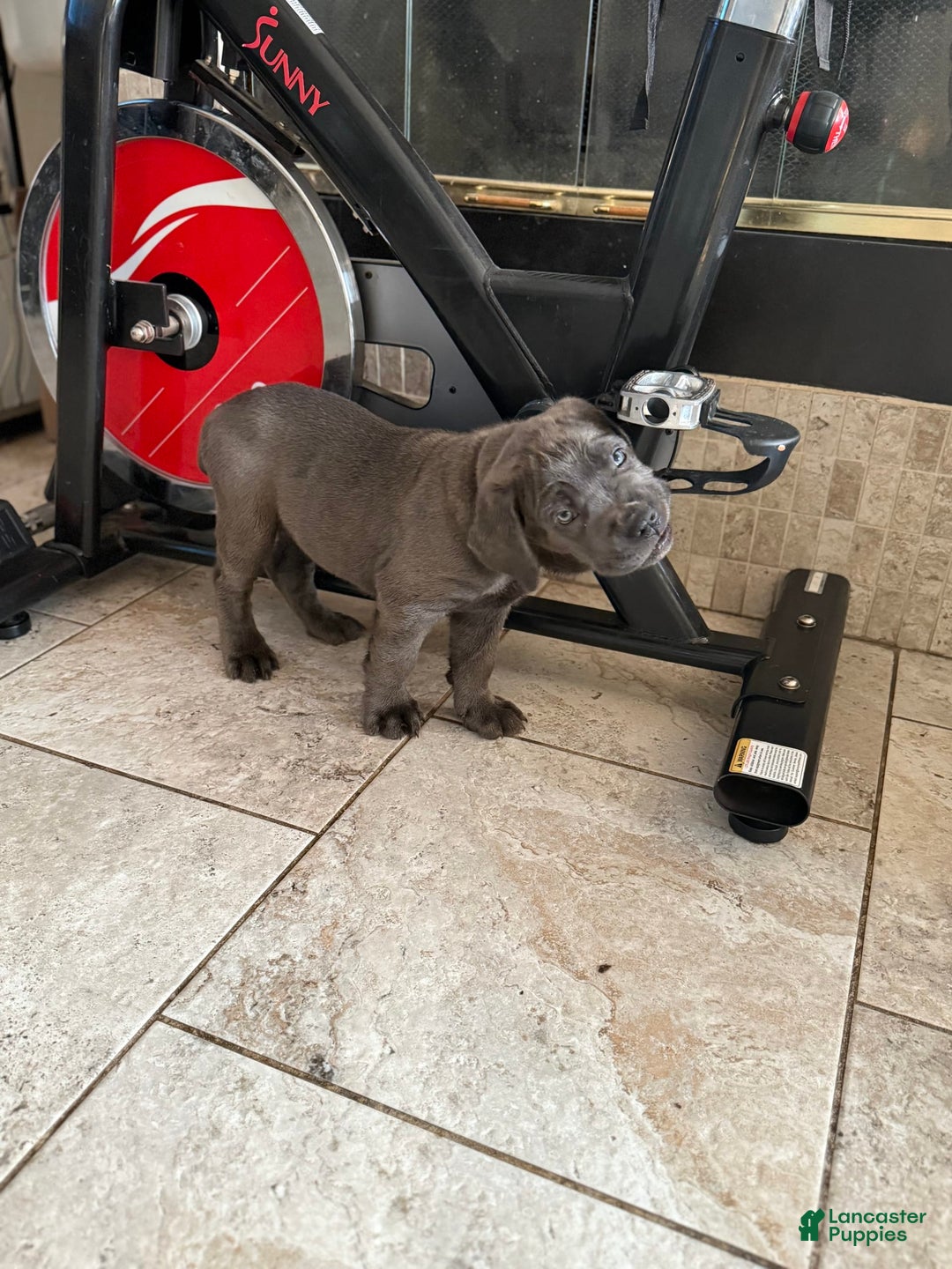Cane Corso dogs for sale: Kane - Image 4