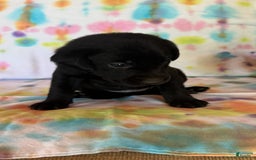 Labrador Retriever dogs for sale: Orange - Image 3