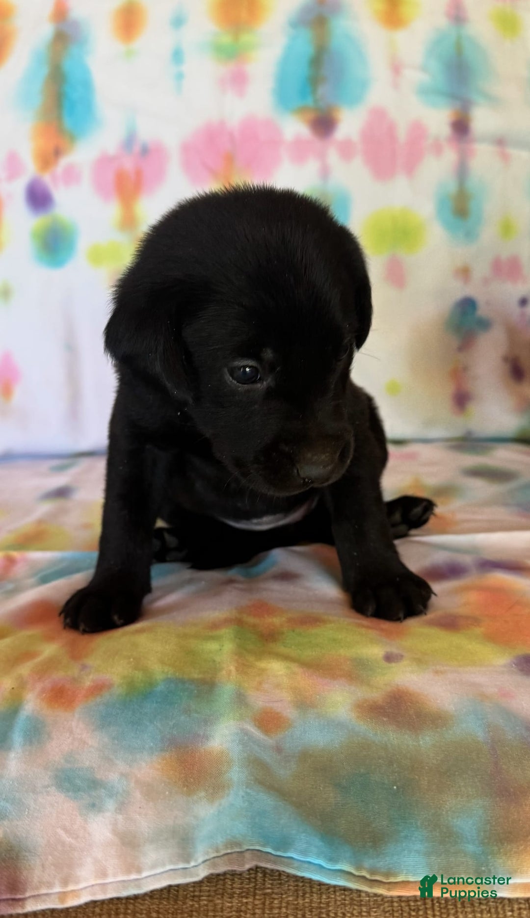 Labrador Retriever dogs for sale: Orange - Image 3
