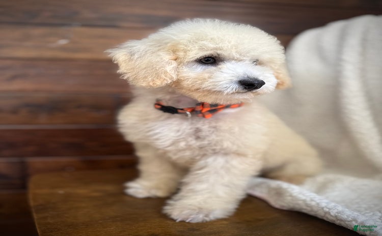 Miniature Poodle dogs for sale - Ad 1