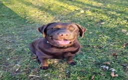 Labrador Retriever dogs for sale: Darryl Philbin - Image 6