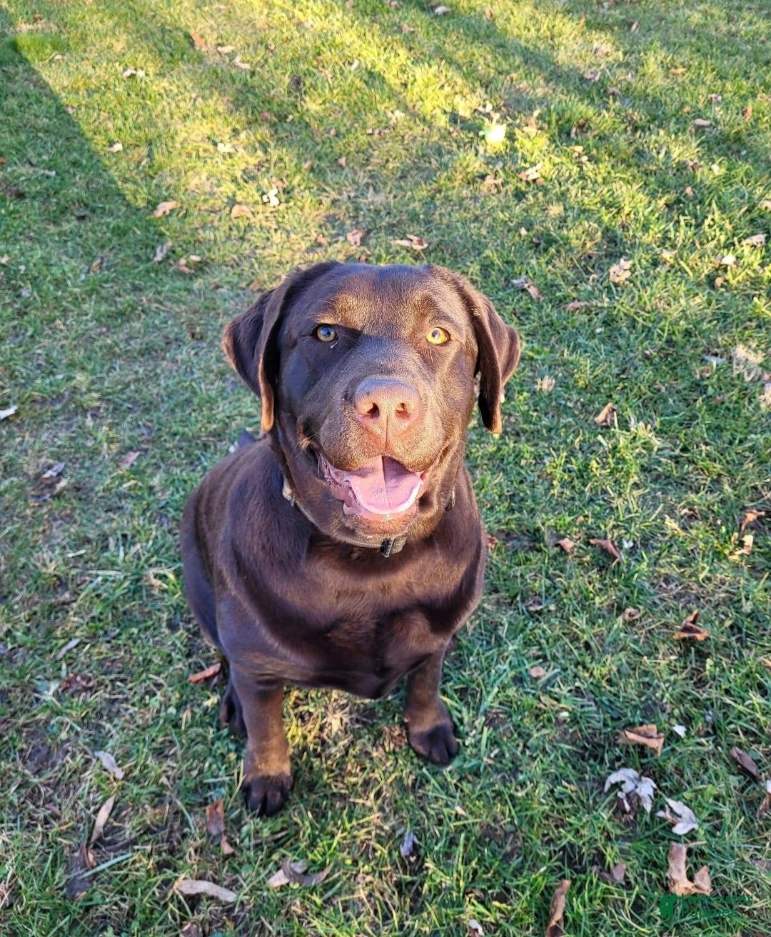 Labrador Retriever dogs for sale: Darryl Philbin - Image 6