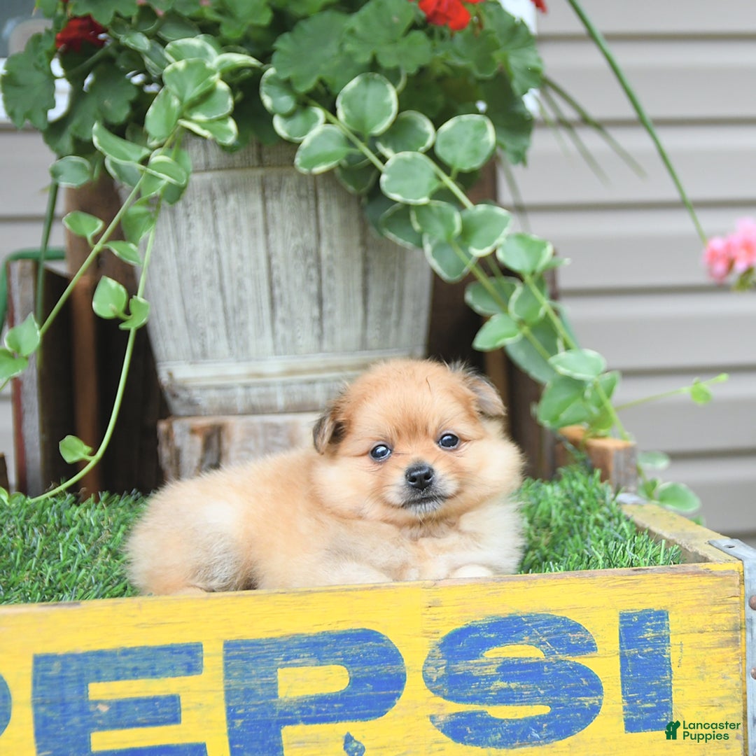 Pomeranian dogs for sale: Carson - Image 10