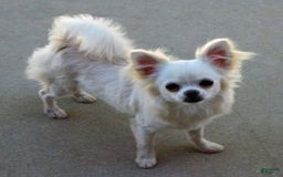 Chihuahua dogs for sale: Full Akc   Dealer - Image 14