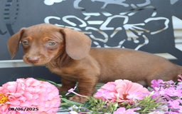 Miniature Dachshund dogs for sale: Lexi - Image 4