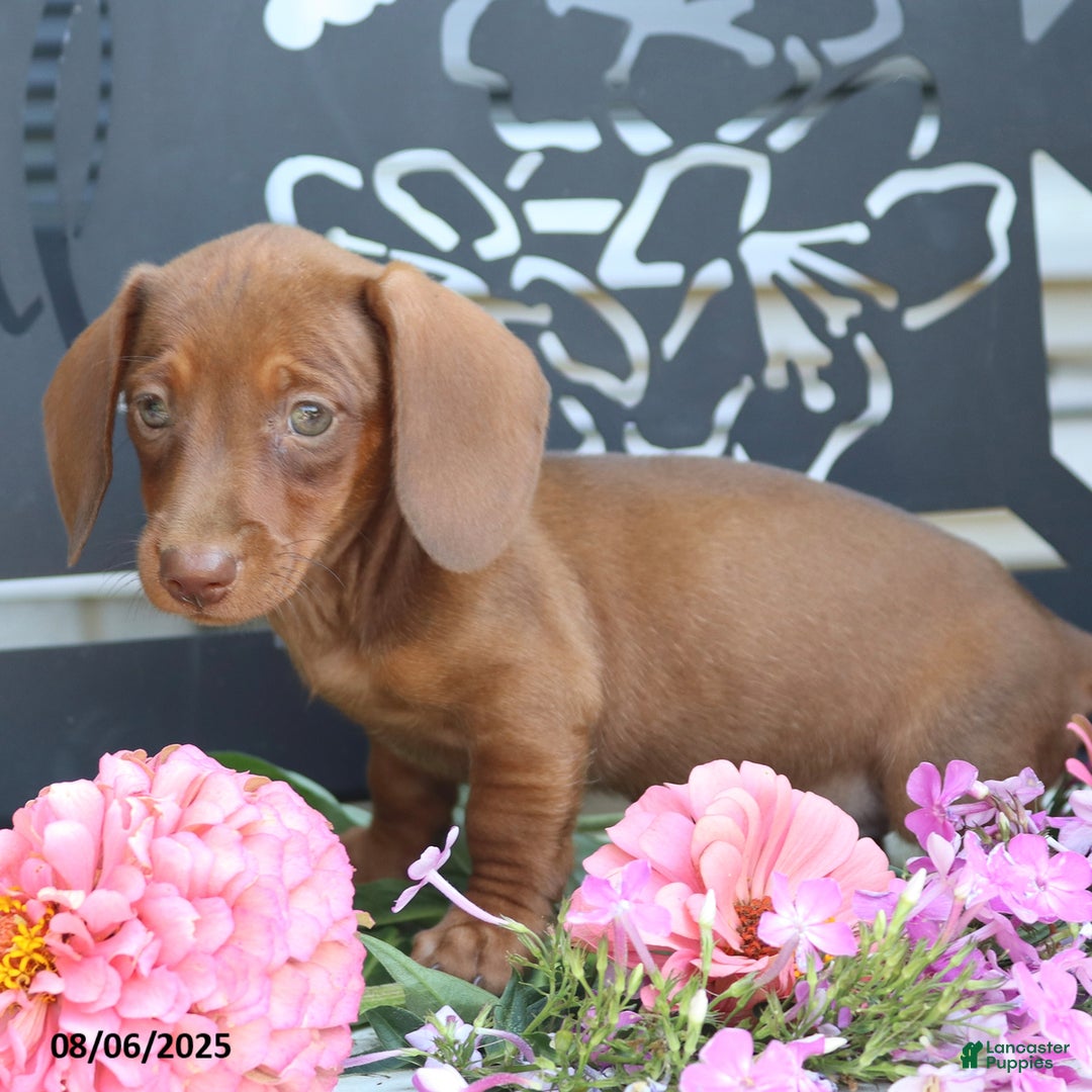 Miniature Dachshund dogs for sale: Lexi - Image 4