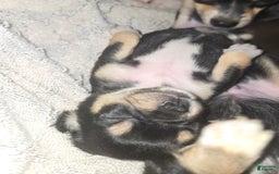 Chihuahua dogs for sale: Black/tan Girl - Image 2