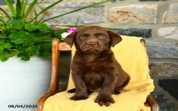 Labrador Retriever dogs for sale: Whiskey - Image 2
