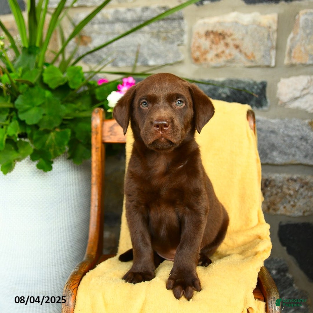 Labrador Retriever dogs for sale: Whiskey - Image 2