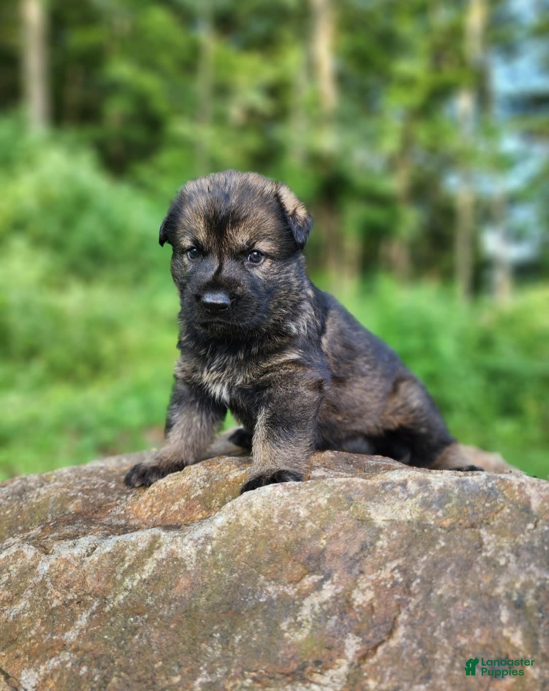 German Shepherd dogs for sale: Kora - Image 2