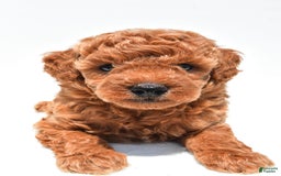 Miniature Poodle dogs for sale: Archie - Image 4