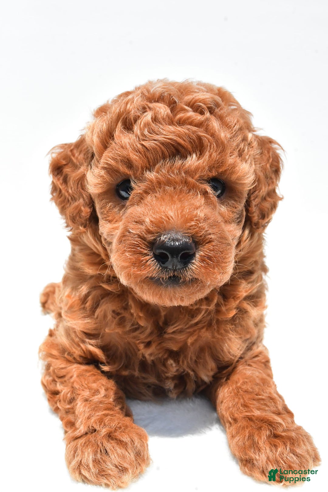 Miniature Poodle dogs for sale: Archie - Image 4