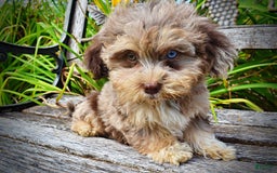 Havapoo dogs for sale: Dixie - Image 8