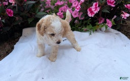 Mini Aussiedoodle dogs for sale: Rover - Image 8