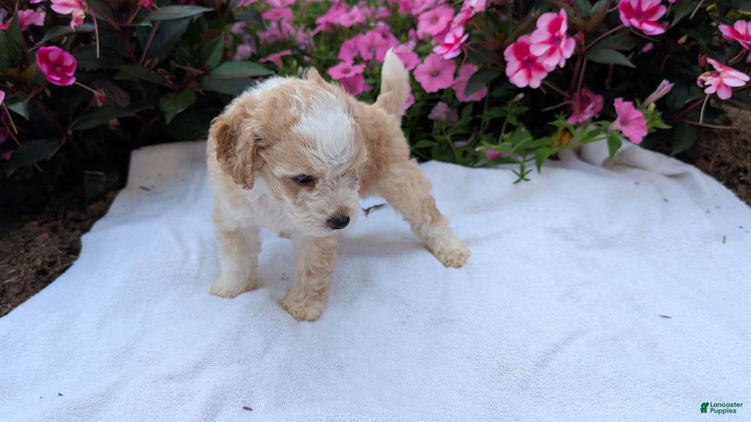 Mini Aussiedoodle dogs for sale: Rover - Image 8
