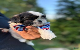 Shih Tzu dogs for sale: Joey - Image 3