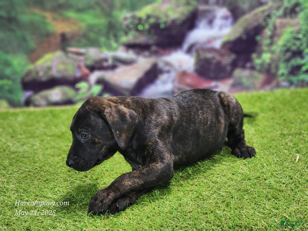 Catahoula Leopard Dog dogs for sale: Jesse 2025 Female 2 - Image 10