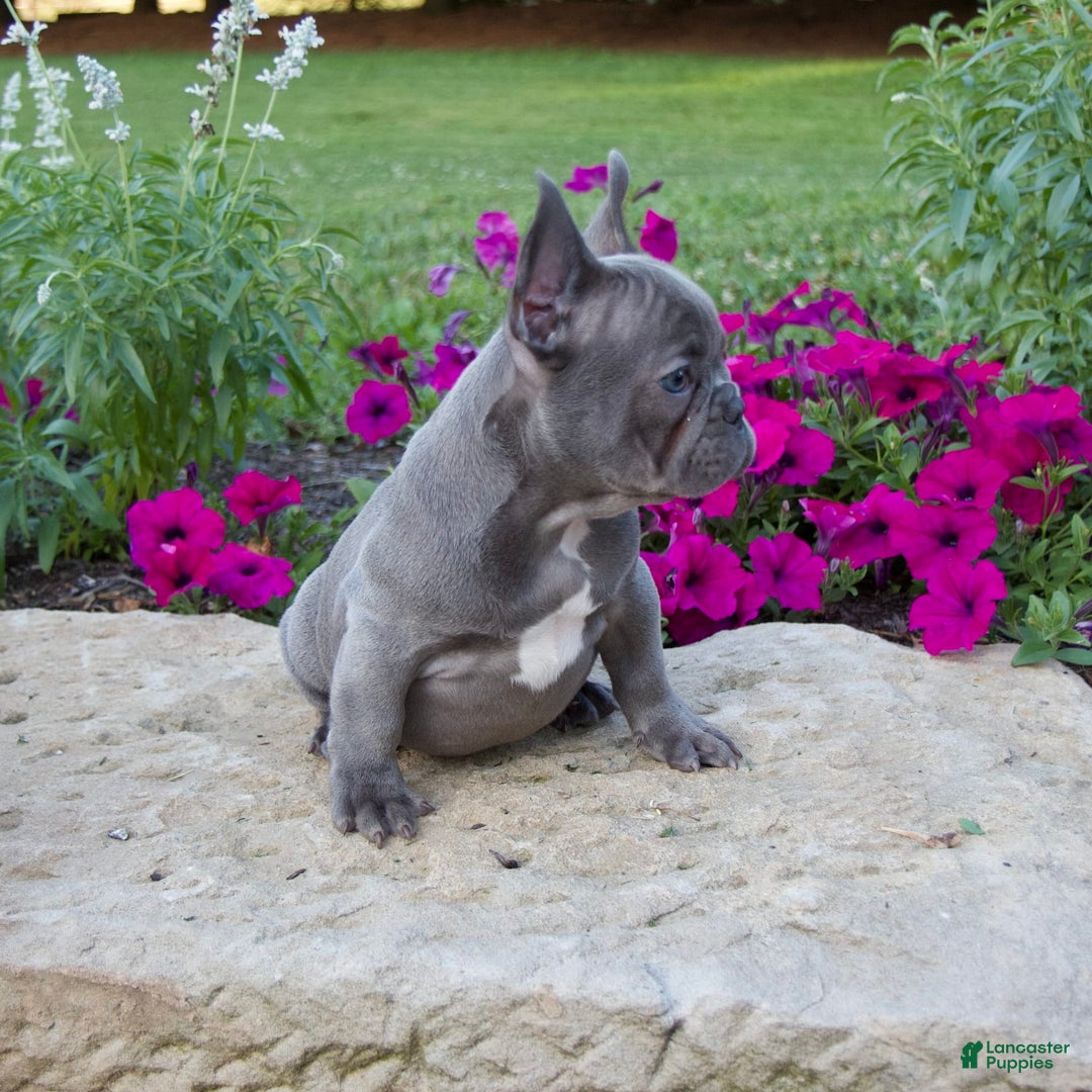French Bulldog dogs for sale: Leo - Image 8