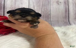 Shih Tzu dogs for sale: Tootles - Image 1