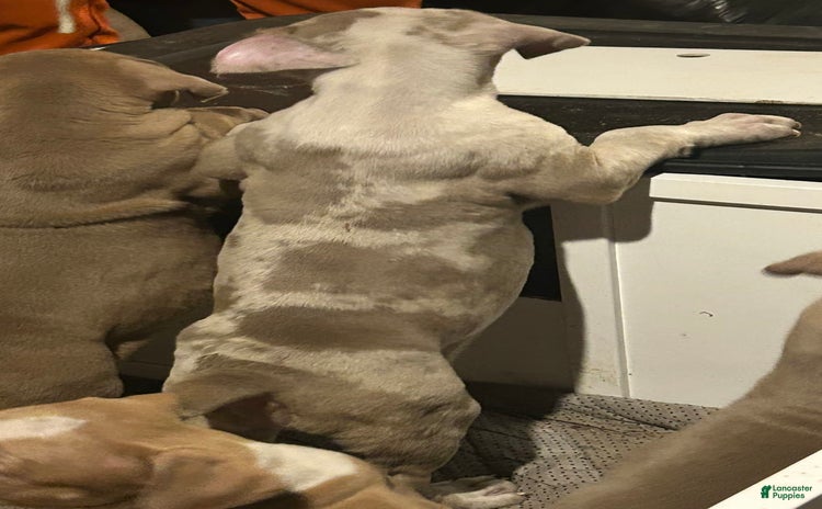 American Bully dogs for sale - Ad 1