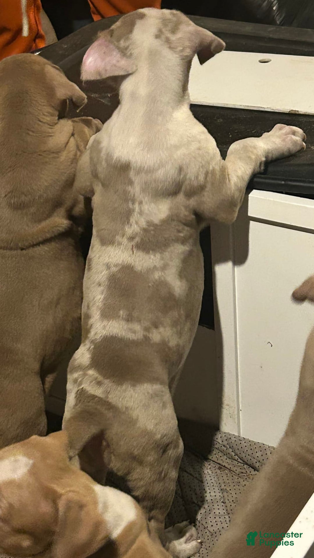 American Bully dogs for sale: Hot Head / Deja Vu - Image 1