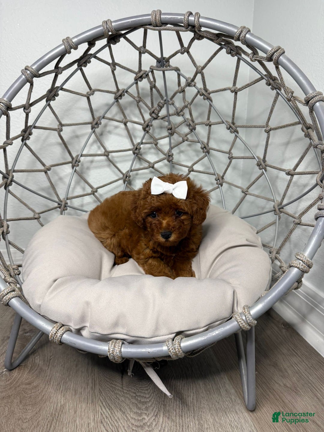 Toy Poodle dogs for sale: Bella - Image 2
