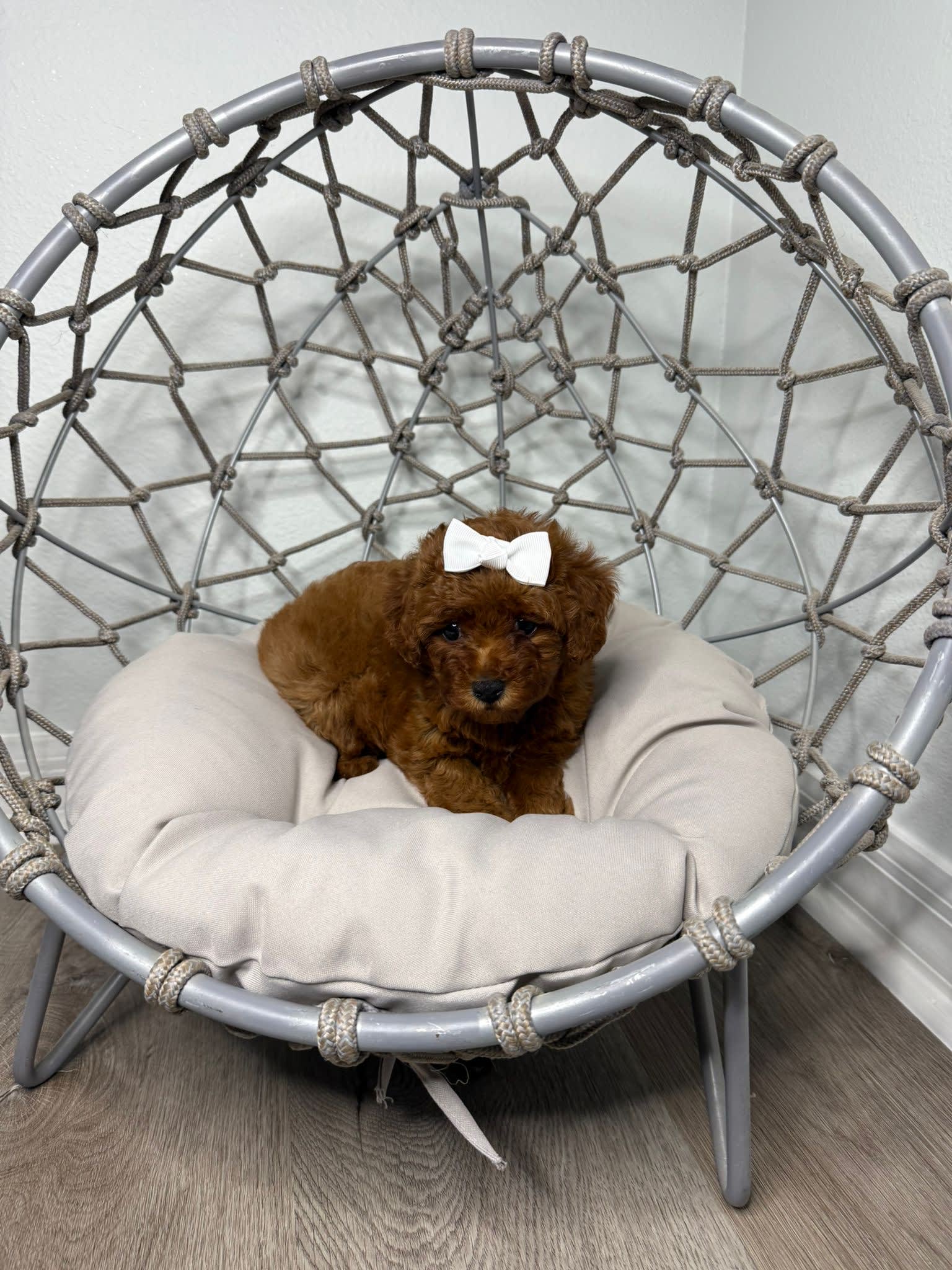 Toy Poodle dogs for sale - Ad 2
