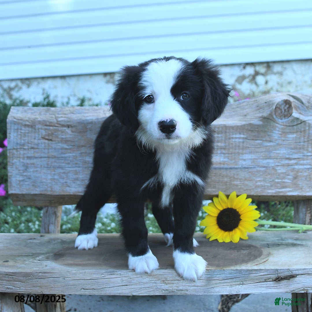 Border Collie dogs for sale: Ronan - Image 1