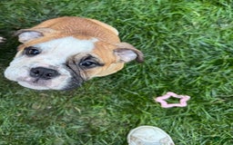 English Bulldog dogs for sale: Mr. Mans Jr. - Image 2