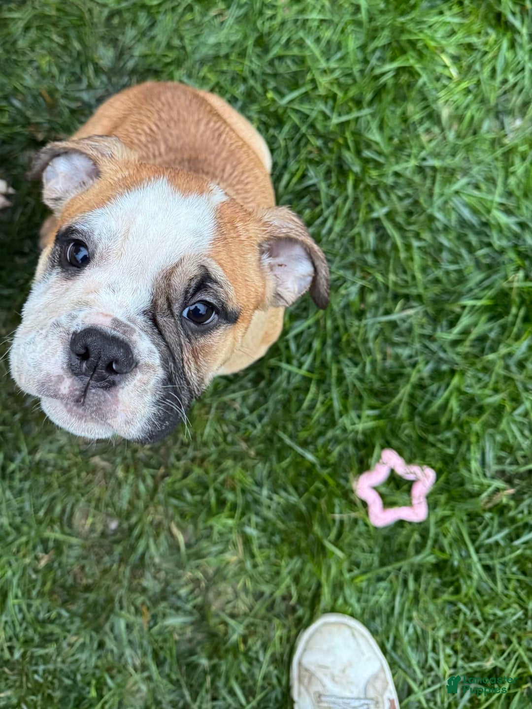 English Bulldog dogs for sale: Mr. Mans Jr. - Image 2