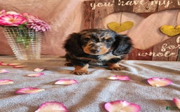 Miniature Dachshund dogs for sale: Oliver - Image 10