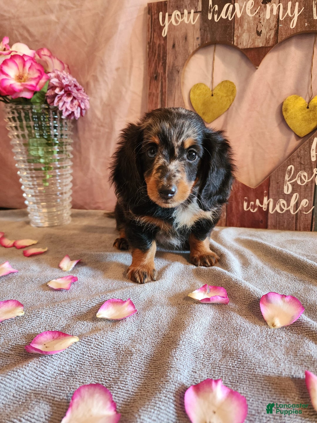 Miniature Dachshund dogs for sale: Oliver - Image 10
