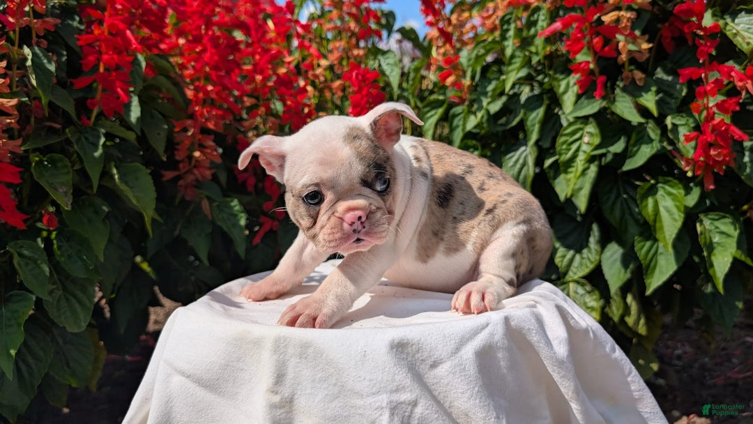 Frenchton dogs for sale: Noelle - Image 5