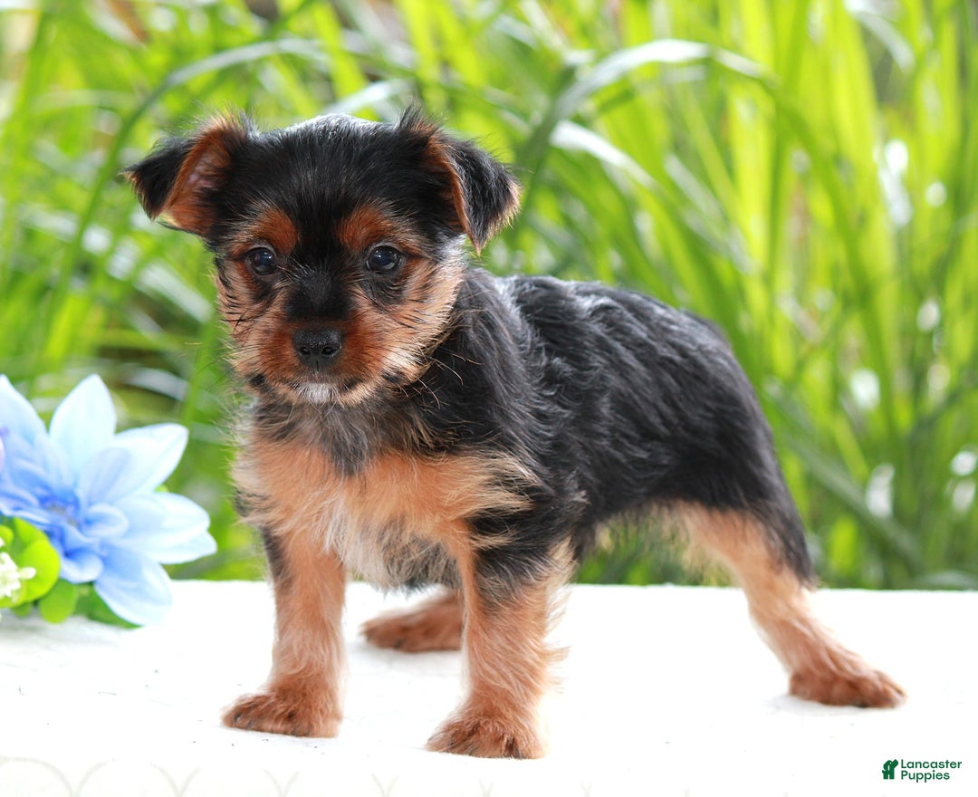 Yorkshire Terrier dogs for sale: Sparky - Image 2
