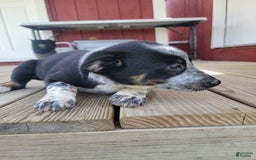 Australian Cattle Dog dogs for sale: Australian Cattle Dog 7 puppies - Image 7