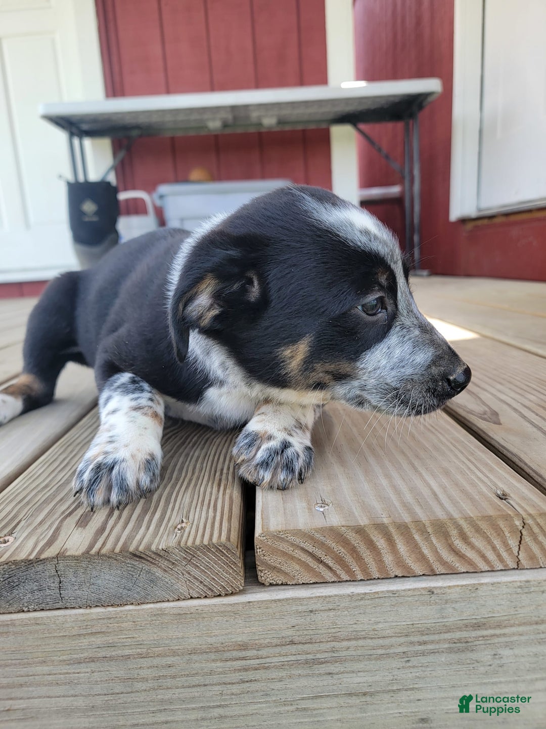 Australian Cattle Dog dogs for sale: Australian Cattle Dog 7 puppies - Image 7