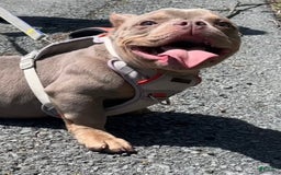 American Bully dogs for sale: Lance - Image 11